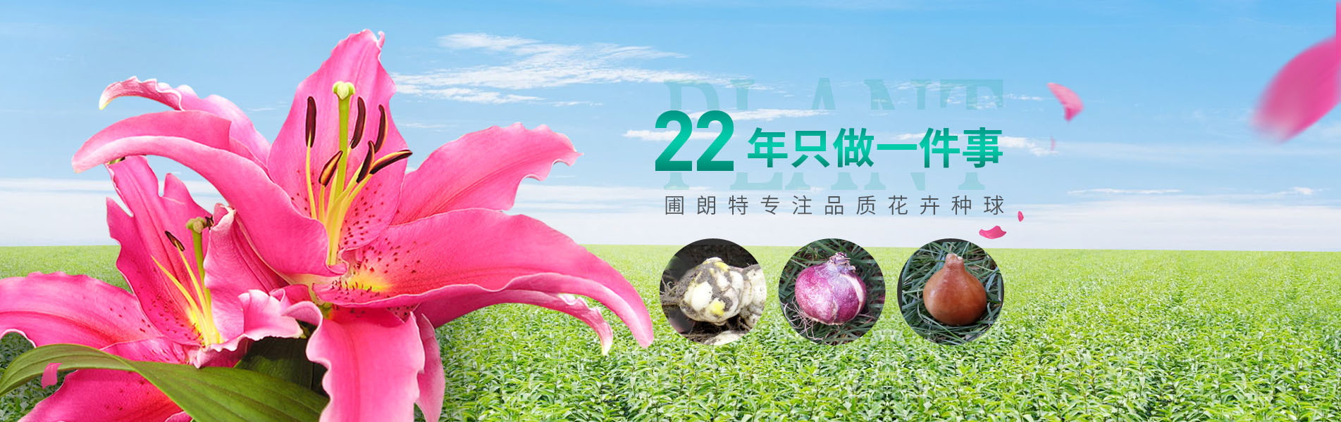 圃朗特專注品質花卉種球